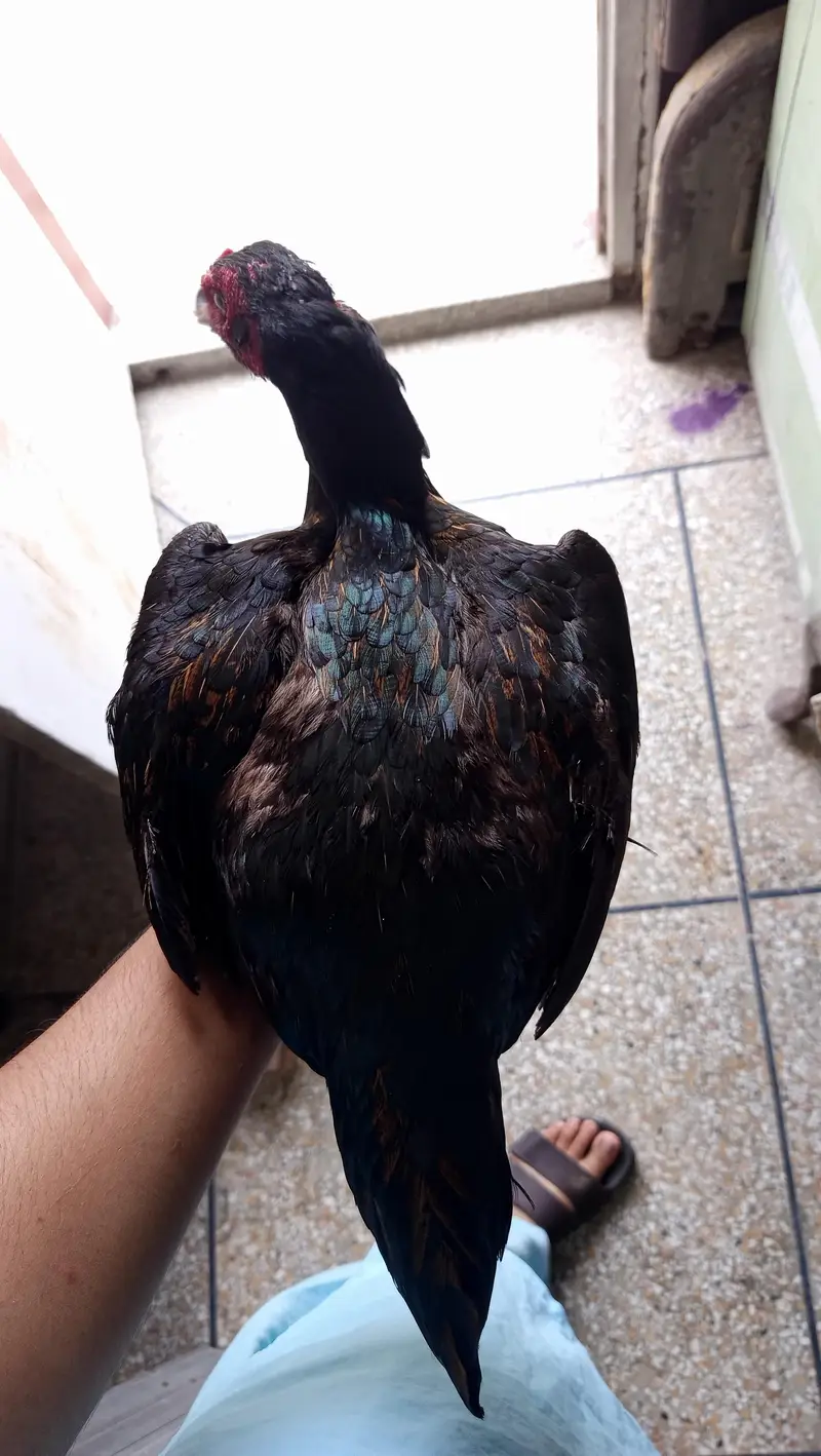 lasani Pakistani heera — photo 2