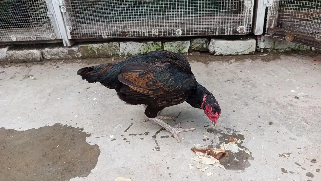 lasani Pakistani heera — photo 3