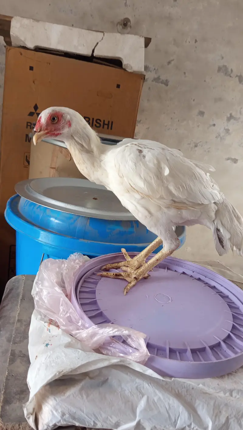 lasani Pakistani heera — photo 4
