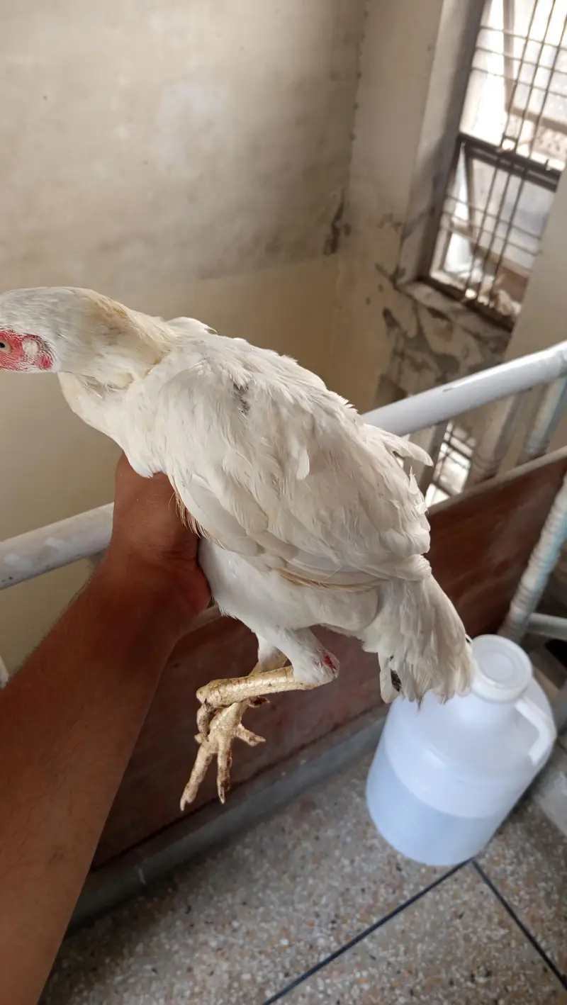 lasani Pakistani heera — photo 6
