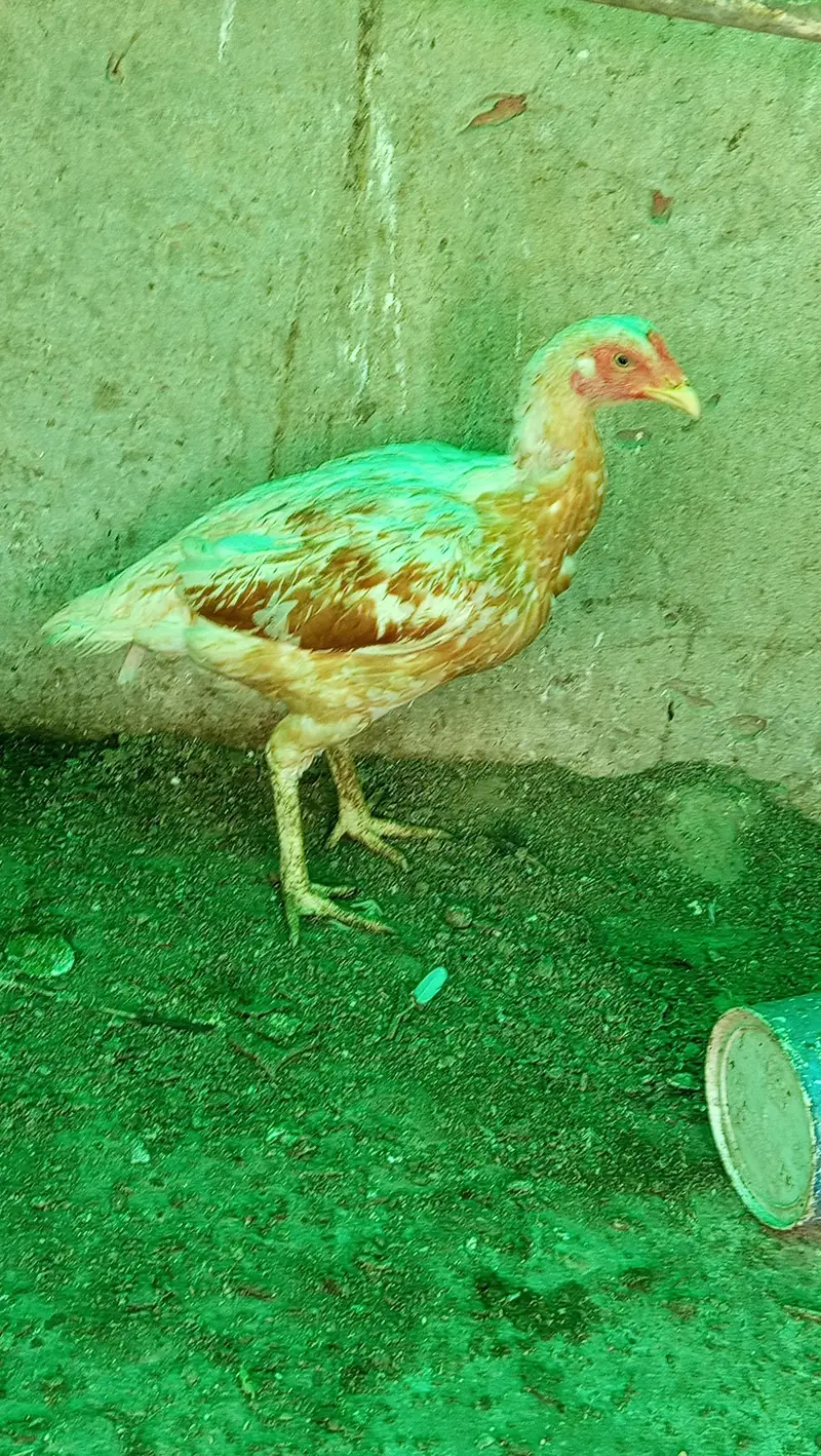 lasani Pakistani heera — photo 7