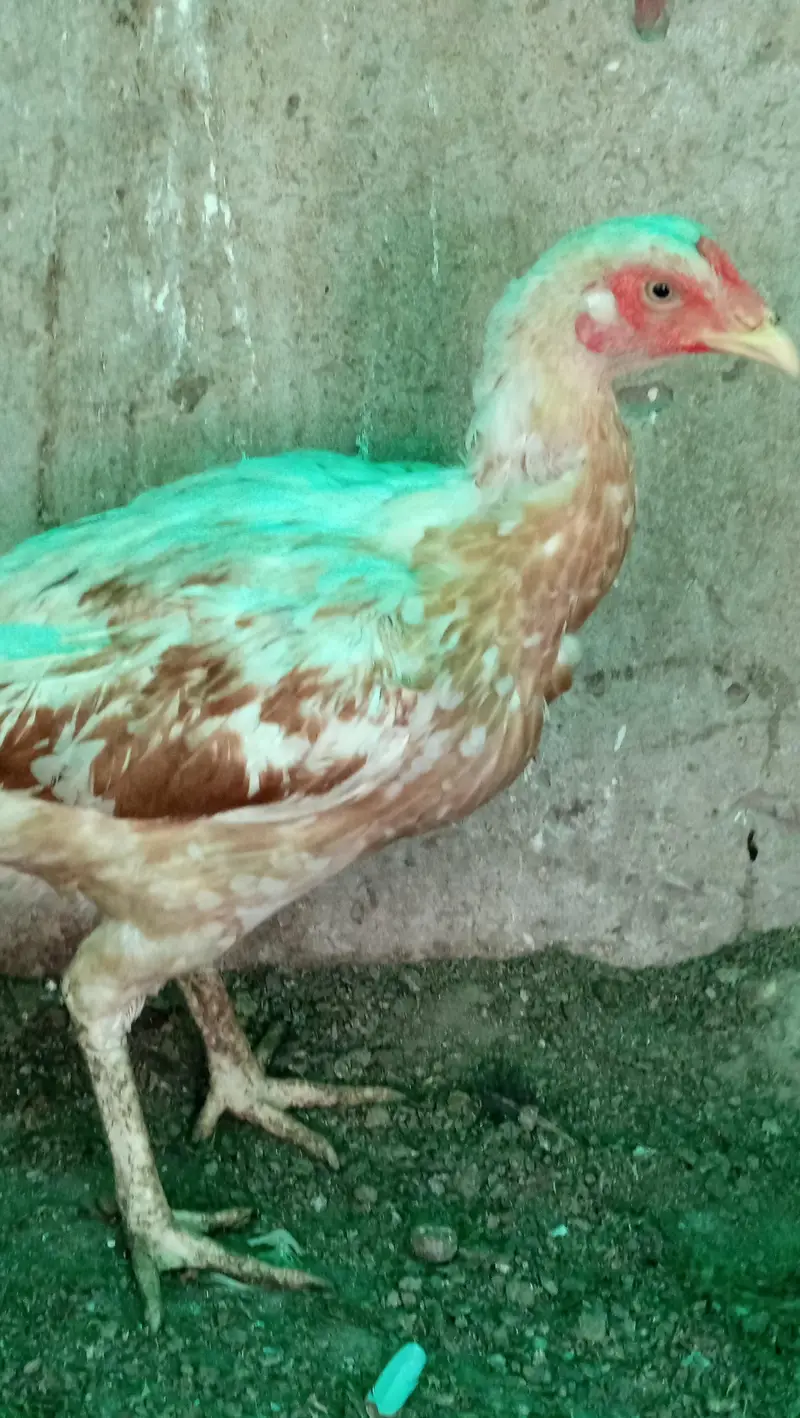 lasani Pakistani heera — photo 8