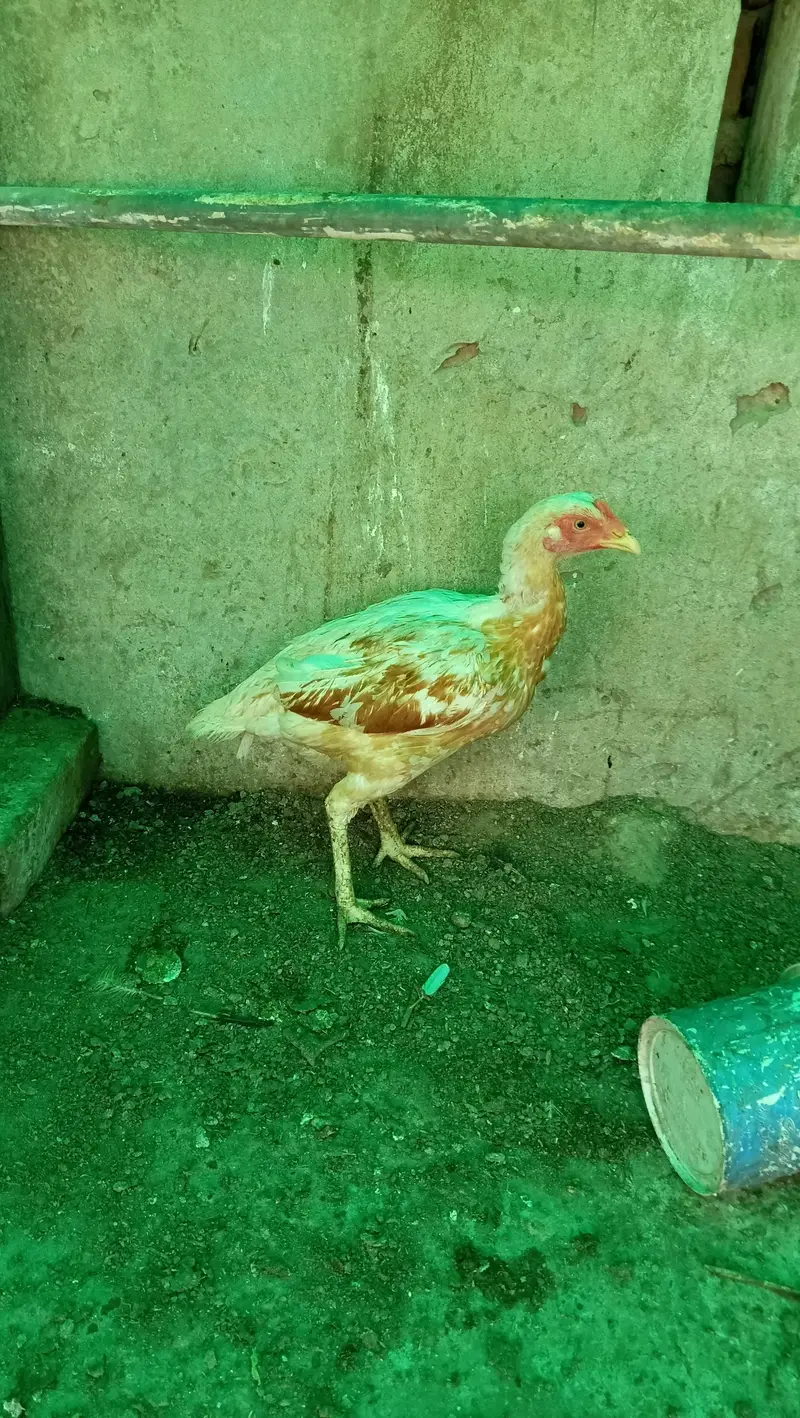 lasani Pakistani heera — photo 9