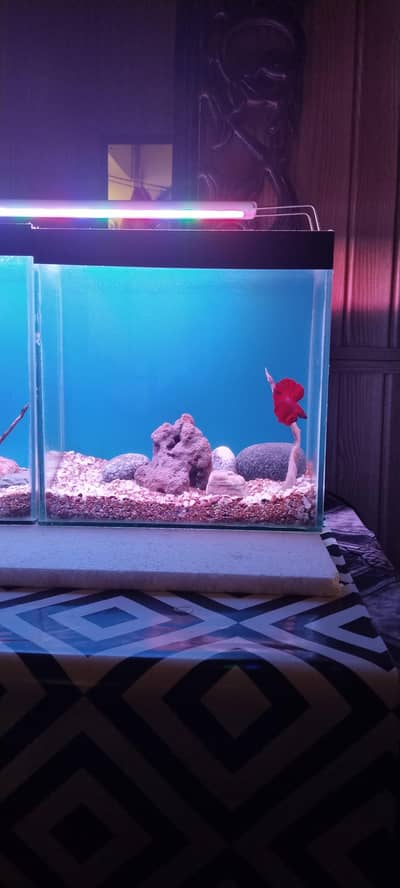 1ft Betta tank for sale