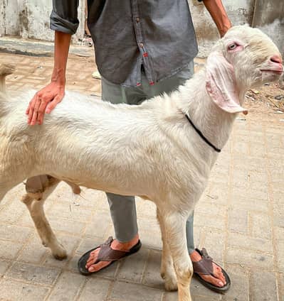 Pure Gulabi Rajanpuri Male Breeder Quality