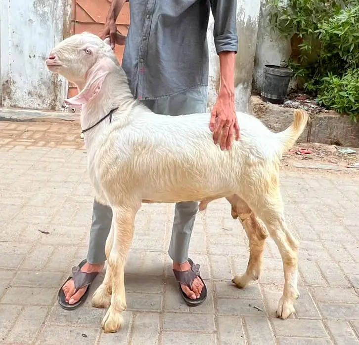Pure Gulabi Rajanpuri Male Breeder Quality — photo 2