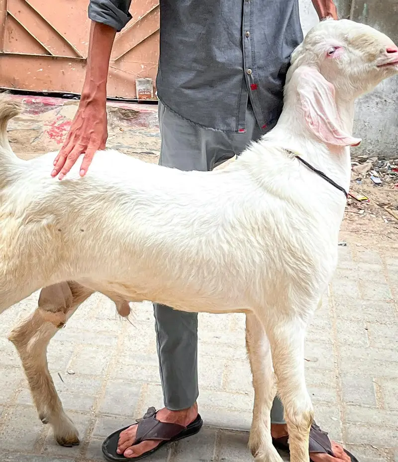 Pure Gulabi Rajanpuri Male Breeder Quality — photo 3