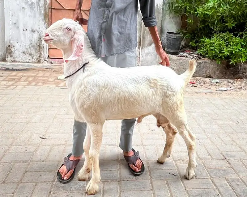 Pure Gulabi Rajanpuri Male Breeder Quality — photo 4