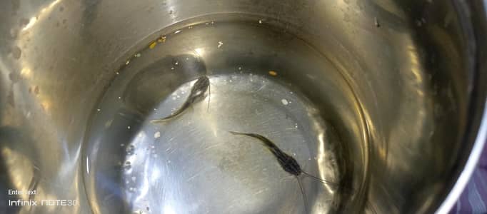 catfish