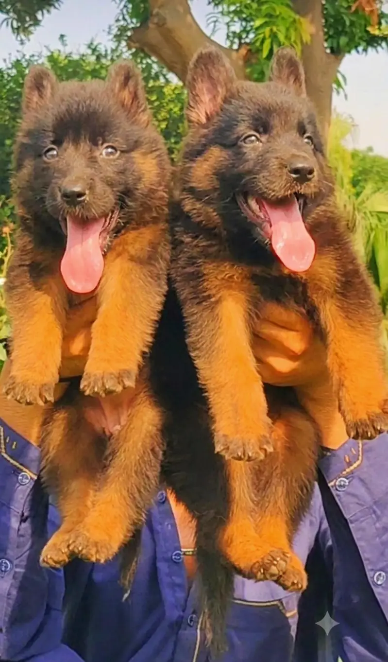 German shepherd puppy male and female for sale age 75 day