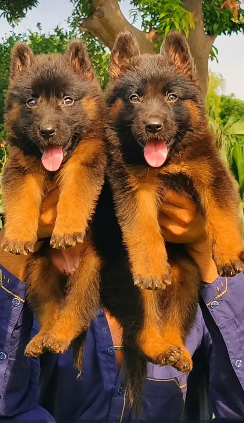 German shepherd puppy male and female for sale age 75 day — photo 2