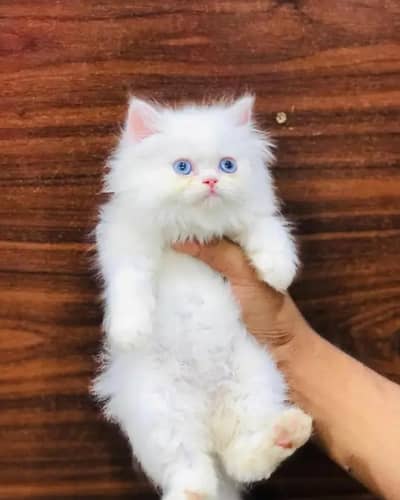 Persian female kitten for sale 03429704//074