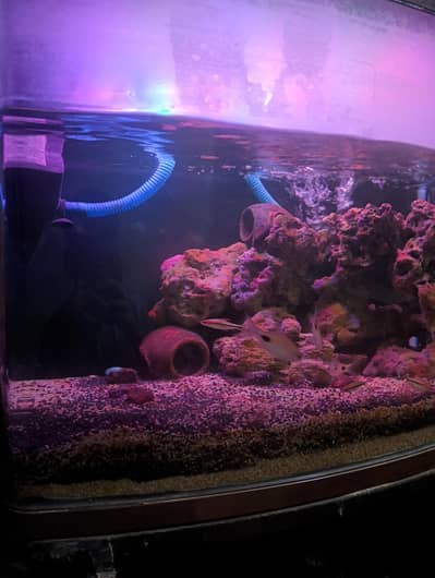 compelet planted aqurium for sale