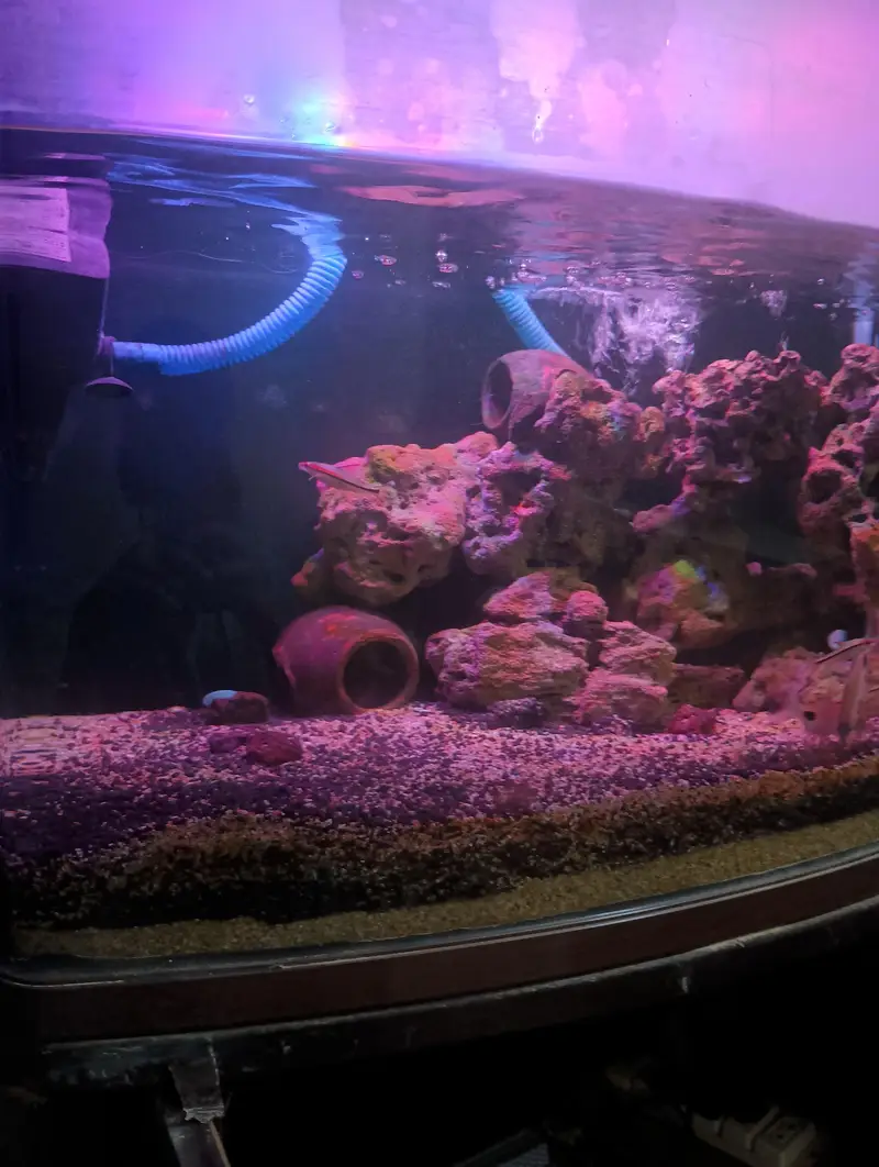 compelet planted aqurium for sale — photo 2