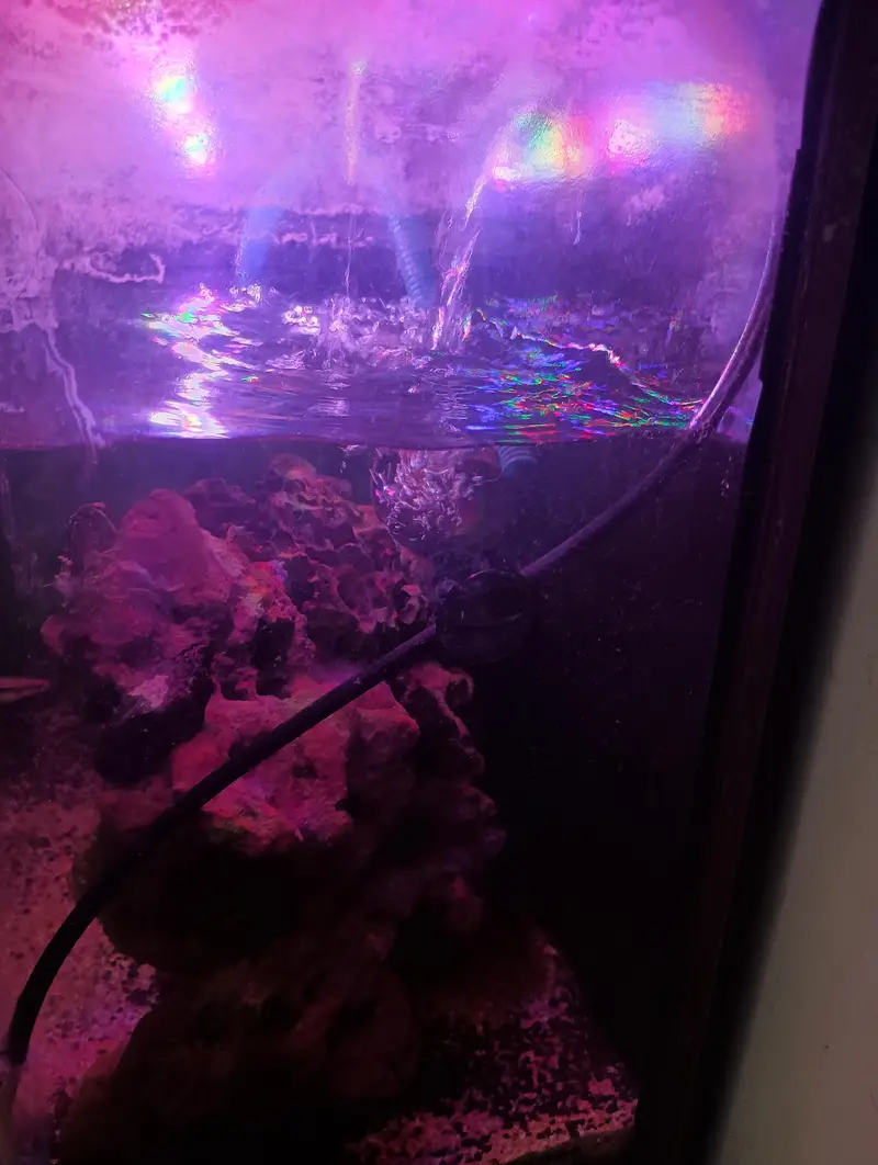 compelet planted aqurium for sale — photo 4