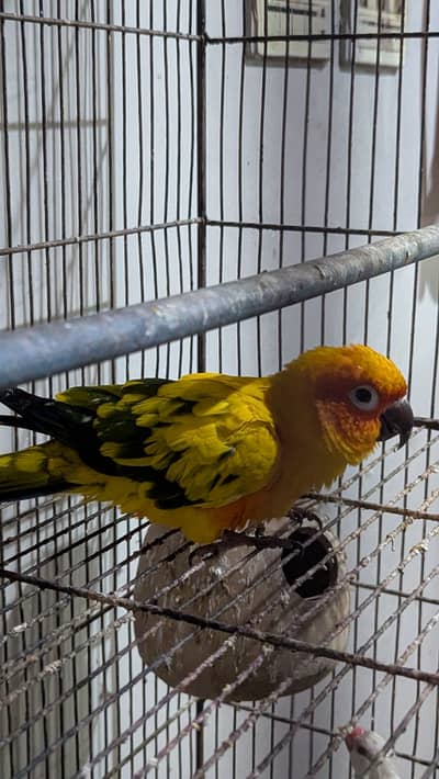 Sun conure