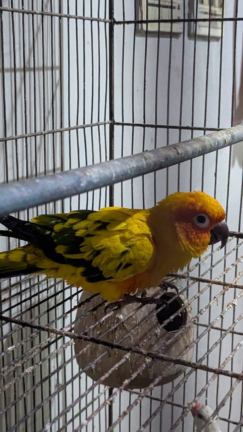 Sun conure 0