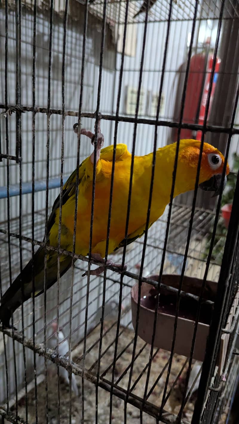 Sun conure 1