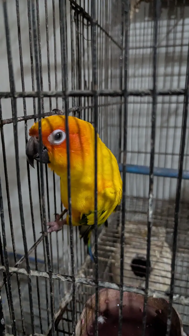 Sun conure — photo 3