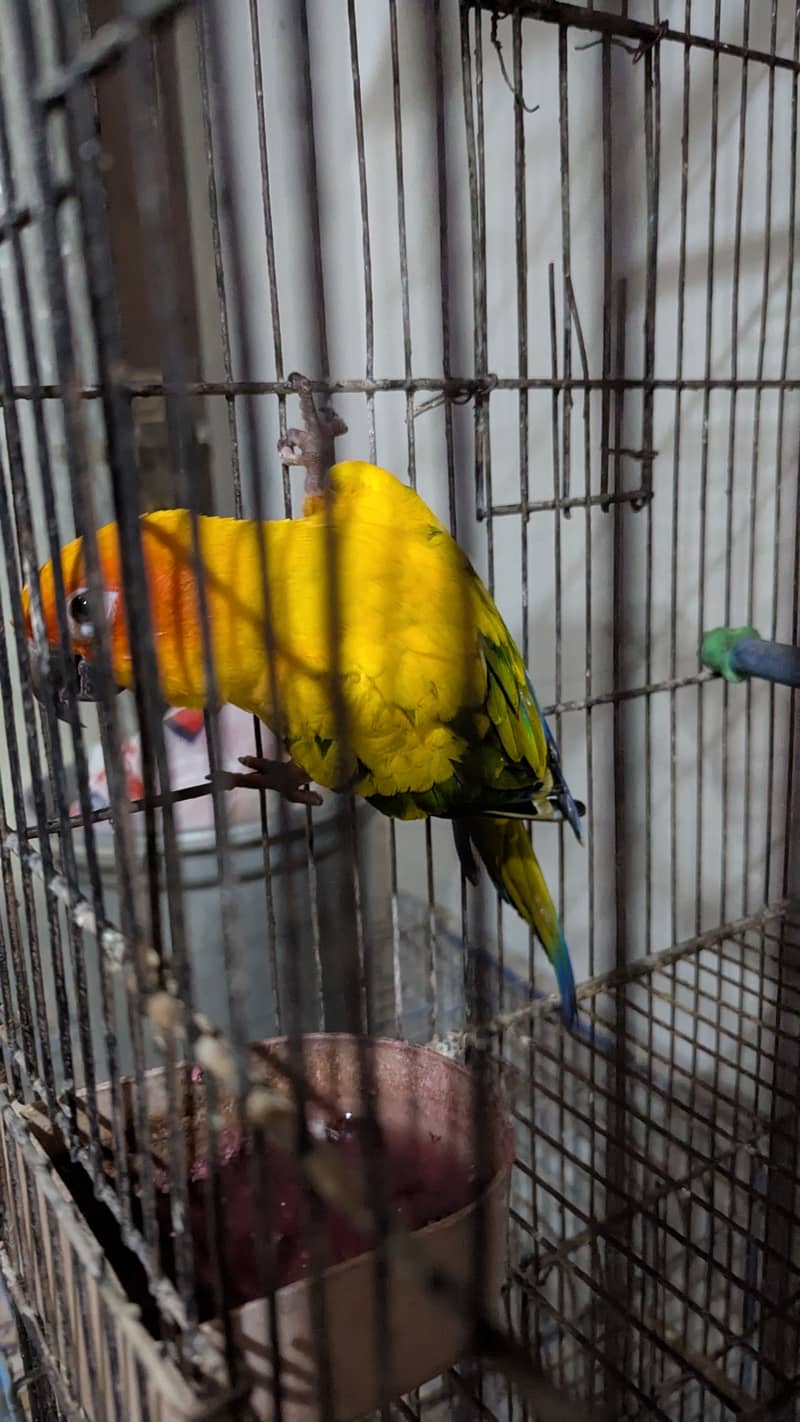 Sun conure 3