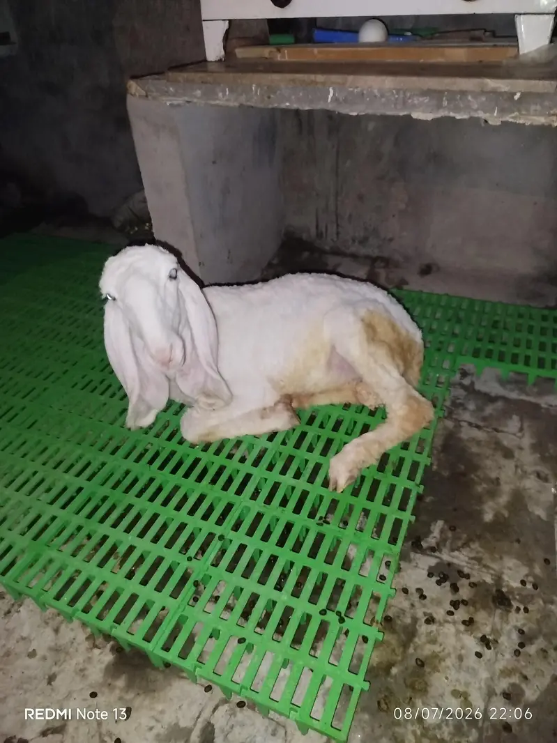 chatra gulabi aye r ears — photo 2