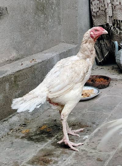 white Aseel