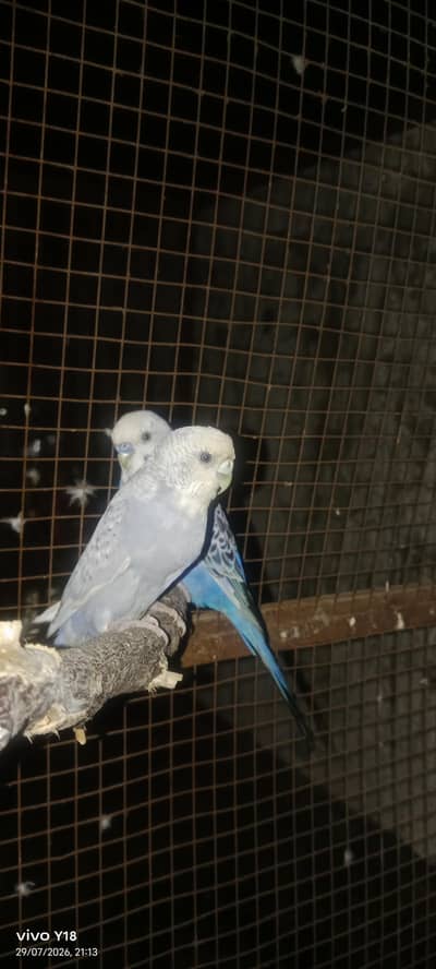 adult budgie pair for sale