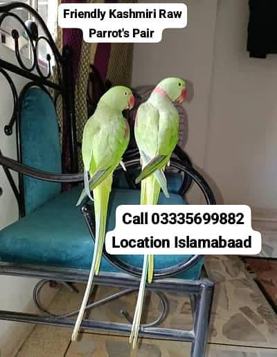 Friendly Kashmiri Raw Pair Parrot's Male/Female Jumbo Size
