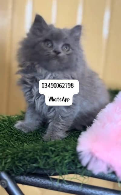 Persian cat 3 coated 5 phase vaccinated full active delivery av