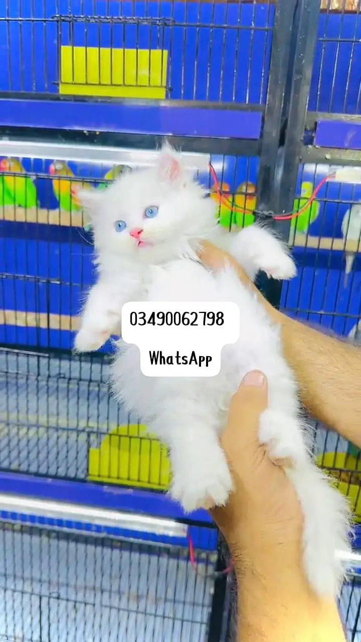 Persian cat 3 coated 5 phase vaccinated full active delivery av — photo 2