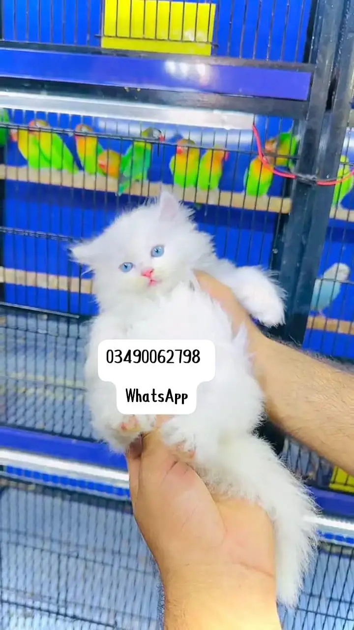 Persian cat 3 coated 5 phase vaccinated full active delivery av — photo 3