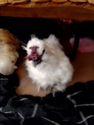 Bantam