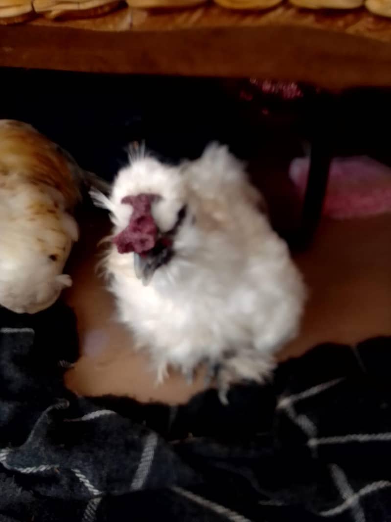 Bantam 0