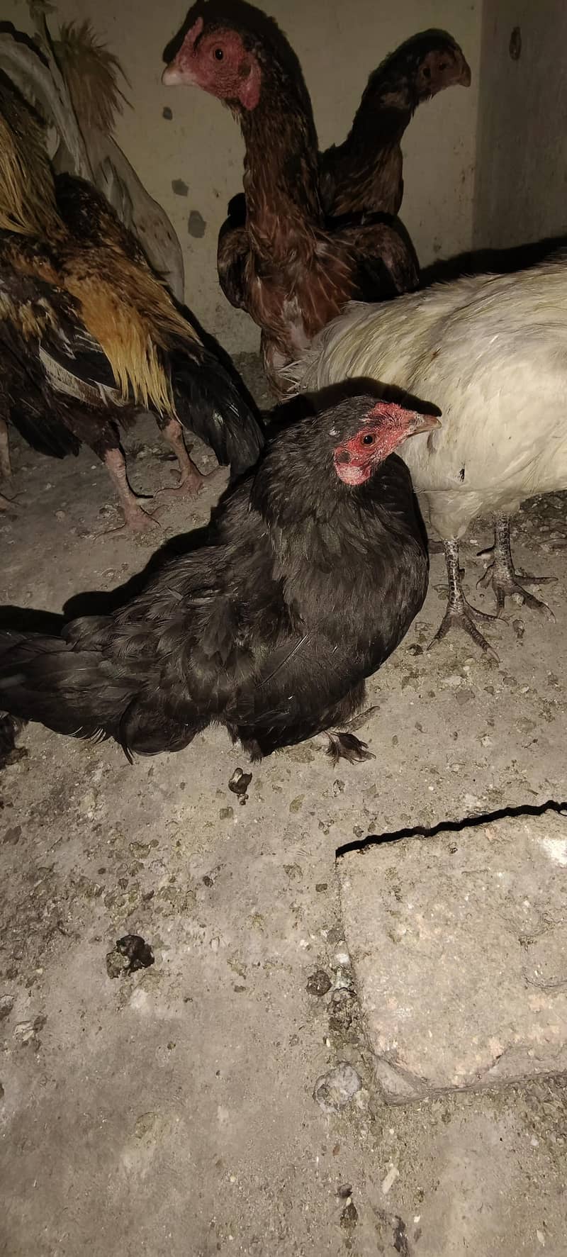 Bantam 1