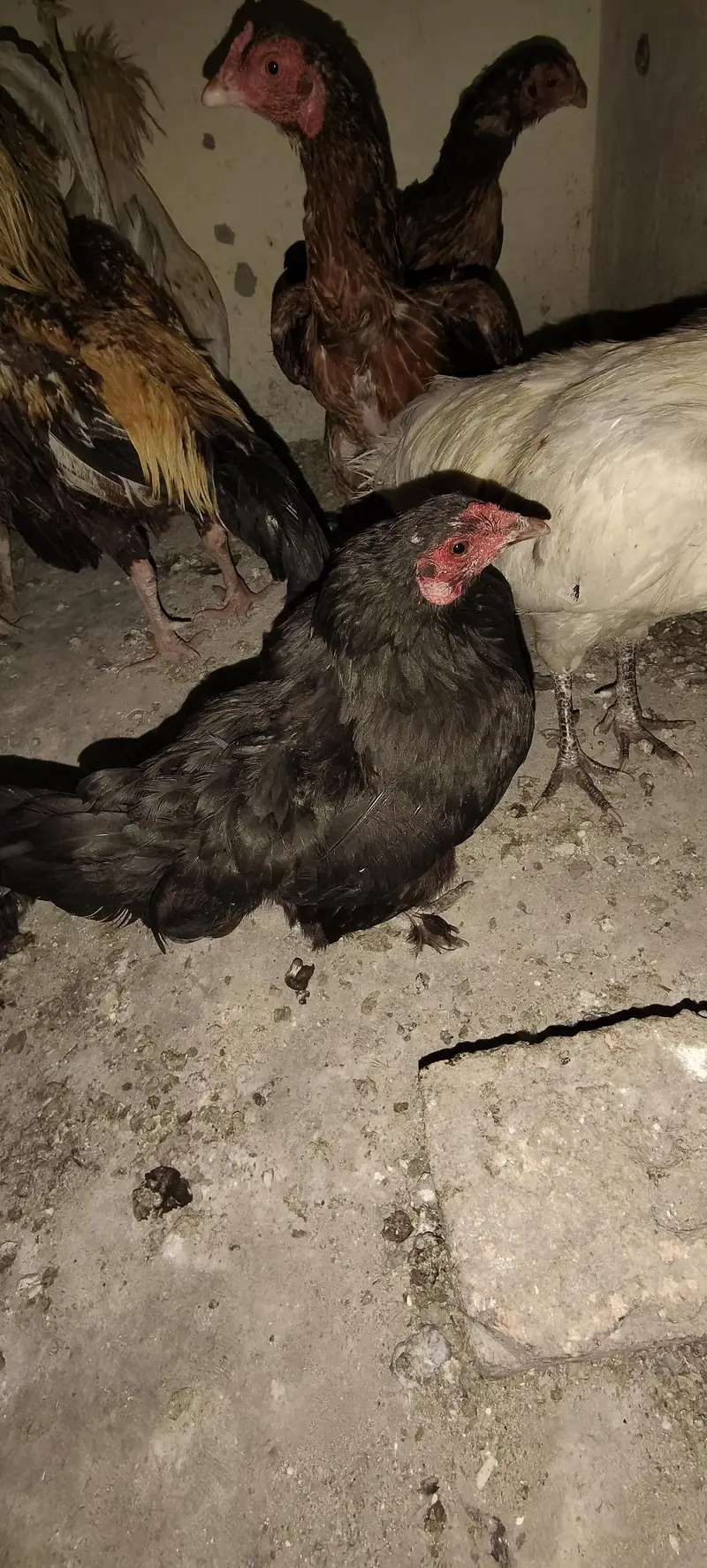 Bantam — photo 2