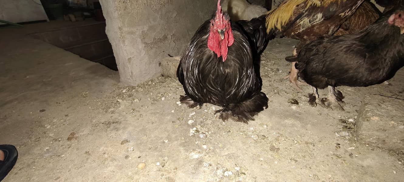 Bantam 2
