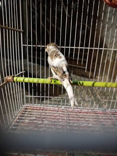 female Canary ready to breed