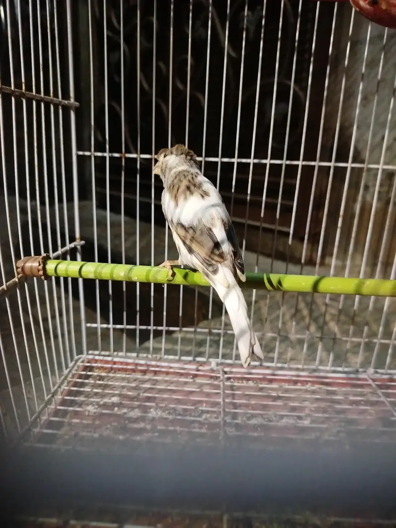 female Canary ready to breed