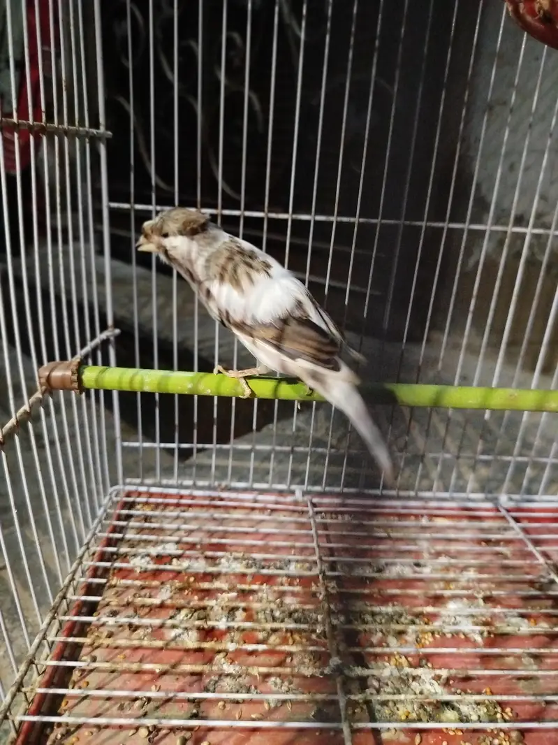 female Canary ready to breed — photo 2