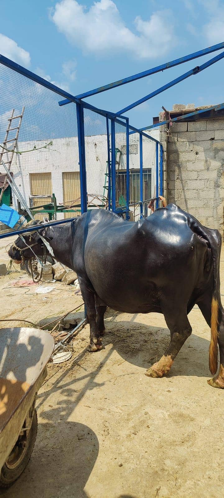 buffalo 1