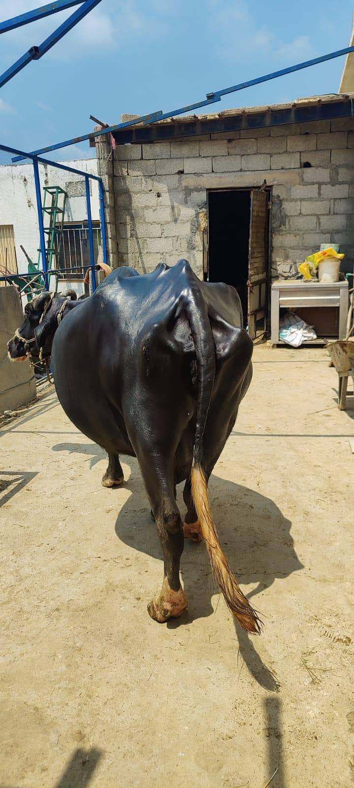 buffalo 5