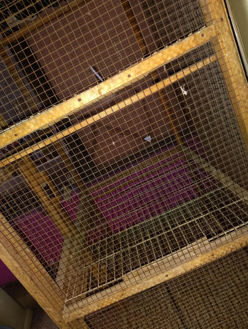 "Hen Cage", "Aseel Murghiyon ka Khuda", ya "Poultry Cage" — photo 2