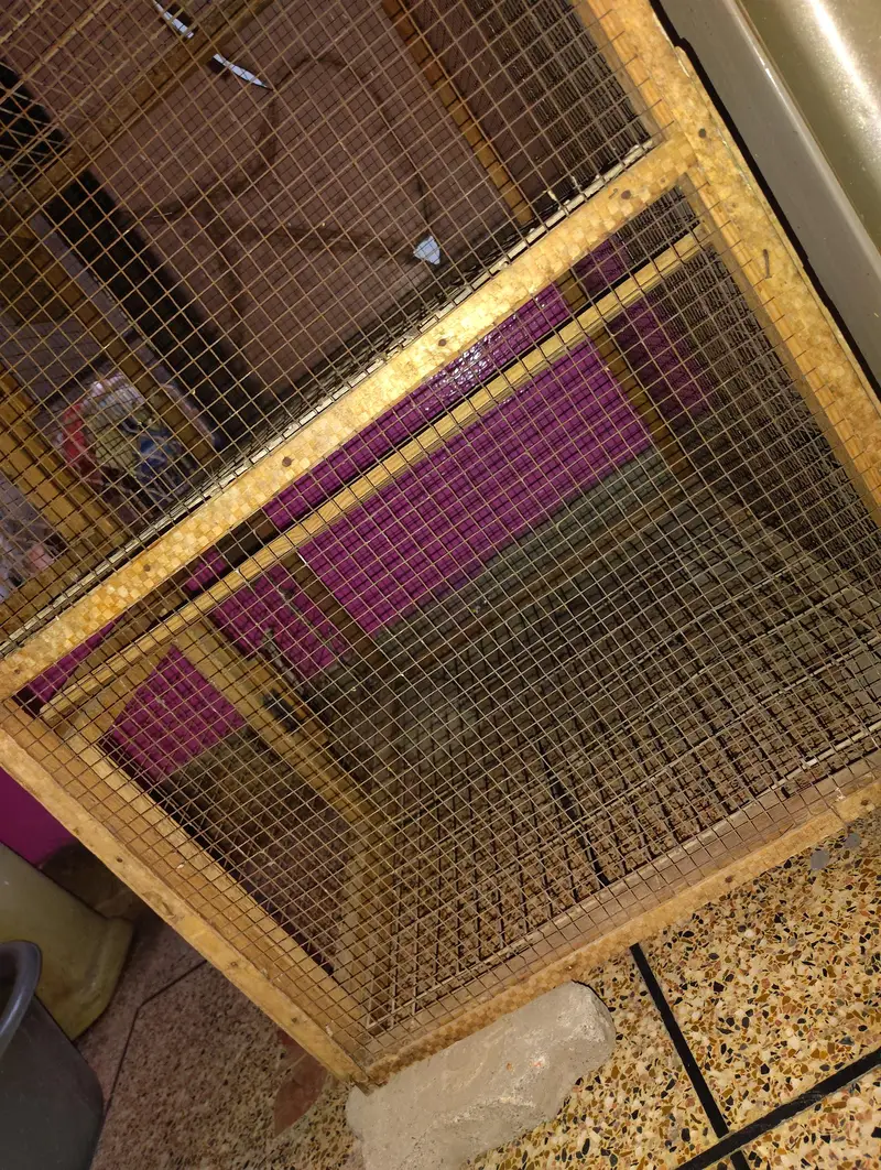 "Hen Cage", "Aseel Murghiyon ka Khuda", ya "Poultry Cage" — photo 3