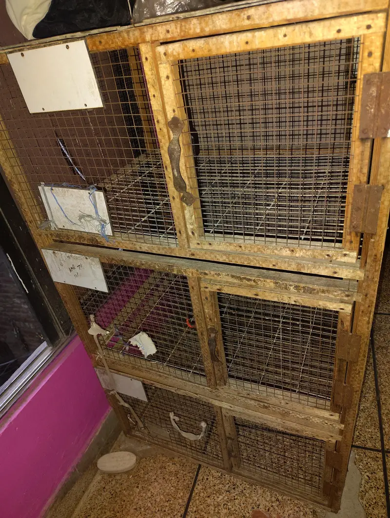 "Hen Cage", "Aseel Murghiyon ka Khuda", ya "Poultry Cage" — photo 4