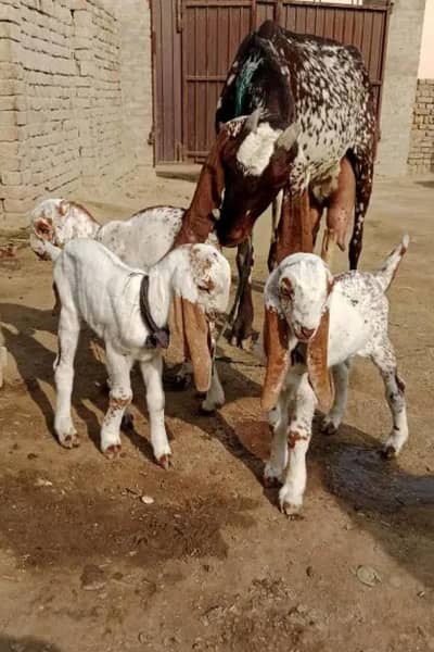 3 Bacchon Ka Sath Desi Bakri For Sale (Call "_03229844345)