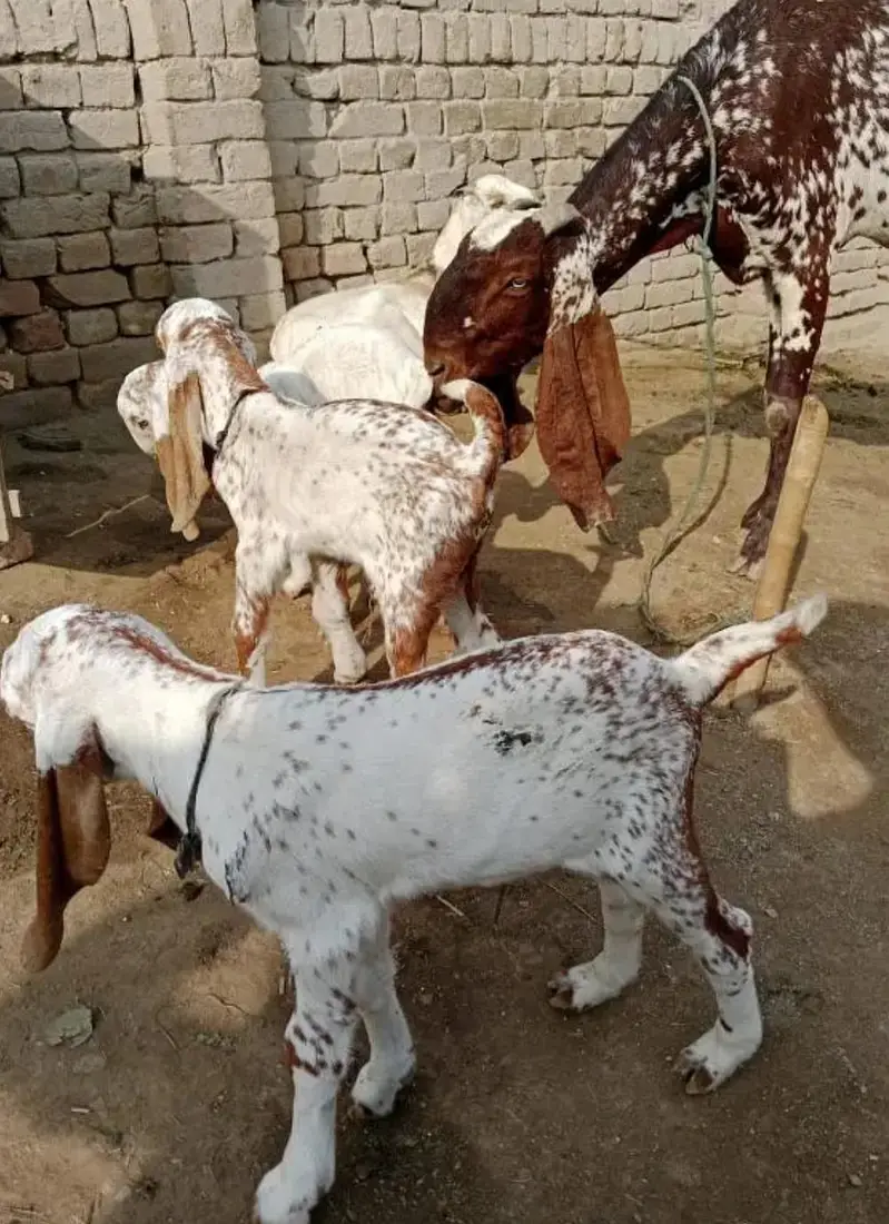 3 Bacchon Ka Sath Desi Bakri For Sale (Call "_03229844345) — photo 3