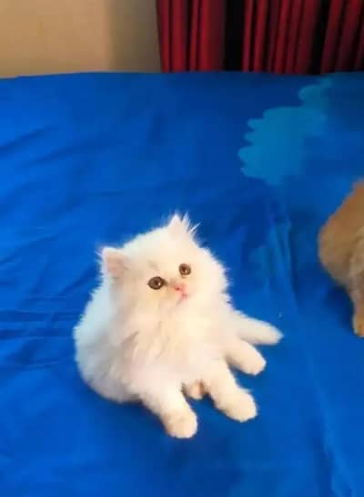 Persian cat for sale 2 month age available