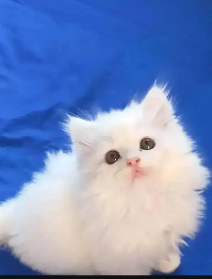 Persian cat for sale 2 month age available — photo 2
