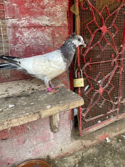 achi Quality waly Baby Pigeon hain in ke maa baap ka Shoq kr ke lein .