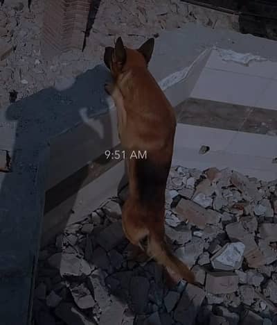 German Shepard male dog